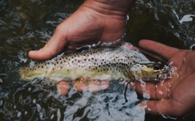 Be Fishers of Men
